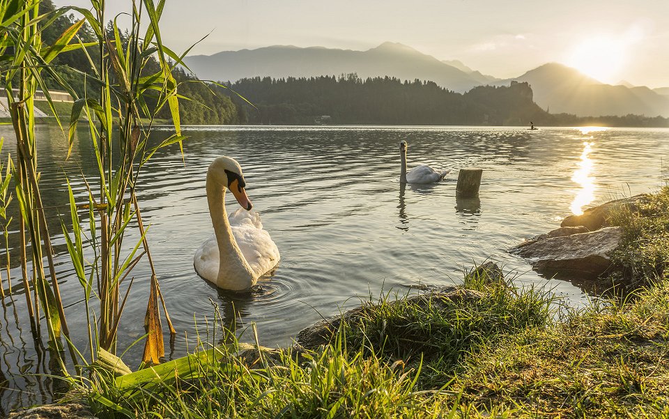 Swan in the morning bled Ales Krivec