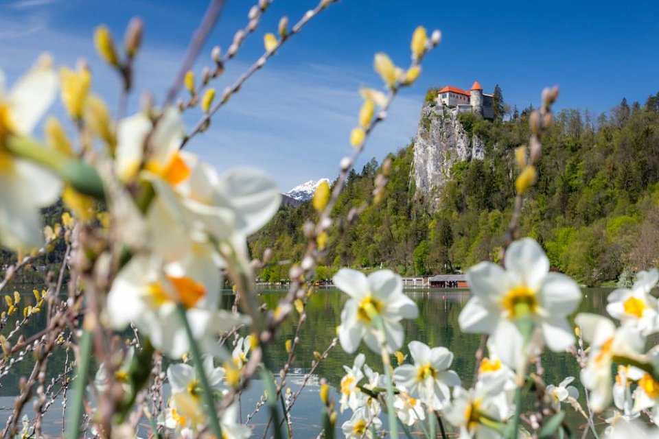 Bled castle spring