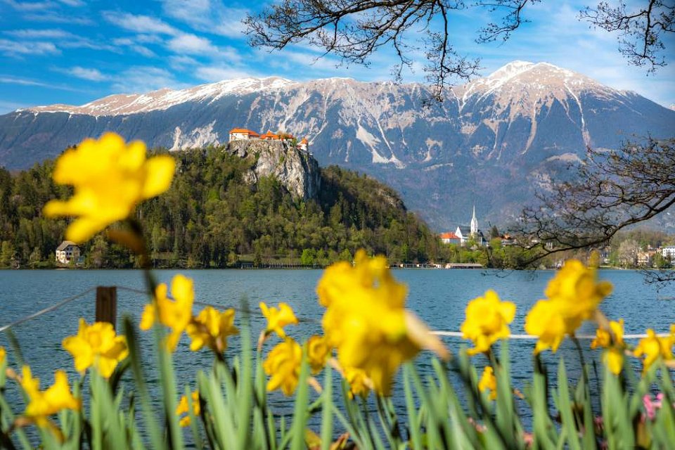 Lac Bled au printemps avec des jonquilles