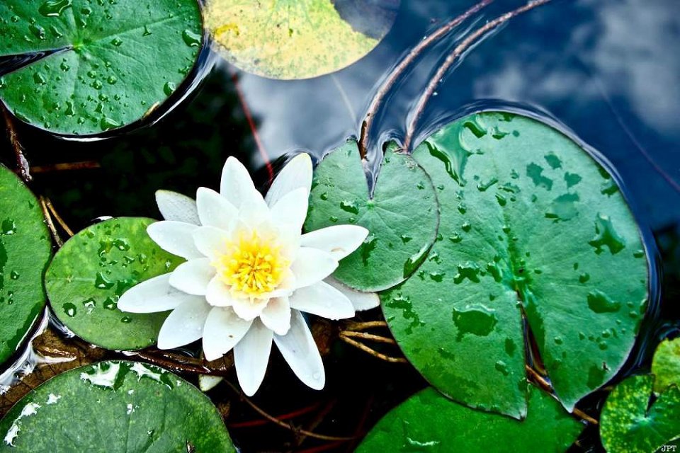 water lily bled